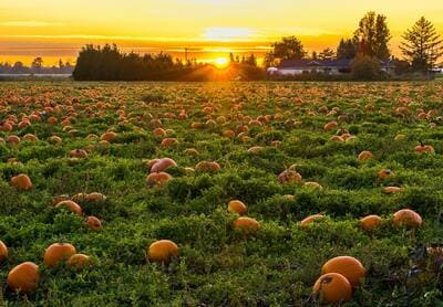 field of pumpkins with setting sun